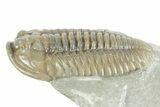 Prone Flexicalymene Trilobite - Mt Orab, Ohio #380327-2
